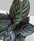 Calathea Ornata Sanderiana (Pink Pinstripe Plant) - PlantologyUSA - 1 Gallon