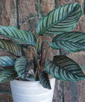 Calathea Ornata Sanderiana (Pink Pinstripe Plant) - PlantologyUSA - 1 Gallon