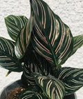 Calathea Ornata Sanderiana (Pink Pinstripe Plant) - PlantologyUSA - 1 Gallon