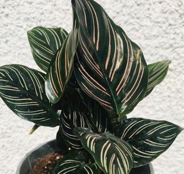 Calathea Ornata Sanderiana (Pink Pinstripe Plant) - PlantologyUSA - 1 Gallon