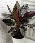 Calathea Ornata Sanderiana (Pink Pinstripe Plant) - PlantologyUSA - 1 Gallon