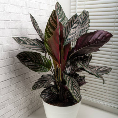 Calathea Ornata Sanderiana (Pink Pinstripe Plant) - PlantologyUSA - 1 Gallon