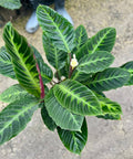Calathea Warscewiczil (Goeppertia Warszewiczii) - PlantologyUSA - 1 Gallon