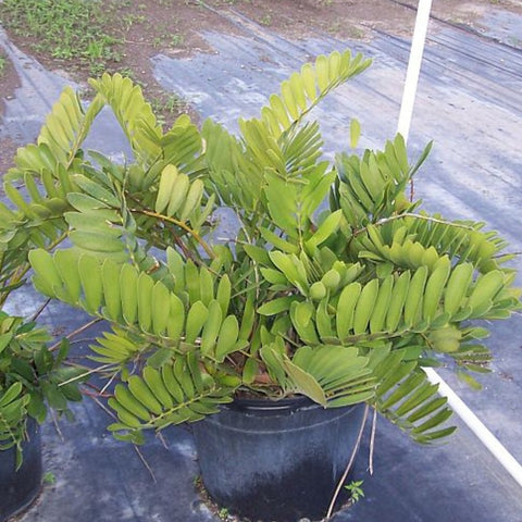 Cardboard Palm (Zamia Furfuracea) - PlantologyUSA - 3 Gallon