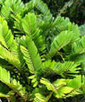 Cardboard Palm (Zamia Furfuracea) - PlantologyUSA - 7 Gallon