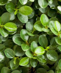 Carissa Emerald Blanket (Carissa macrocarpa) - PlantologyUSA - 3 Gallon