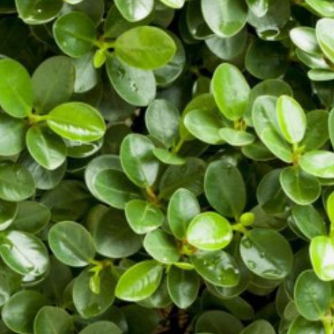 Carissa Emerald Blanket (Carissa macrocarpa) - PlantologyUSA - 3 Gallon