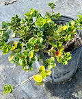 Carissa Emerald Blanket (Carissa macrocarpa) - PlantologyUSA - 3 Gallon