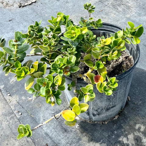 Carissa Emerald Blanket (Carissa macrocarpa) - PlantologyUSA - 3 Gallon