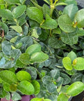 Carissa Emerald Blanket (Carissa macrocarpa) - PlantologyUSA - 3 Gallon