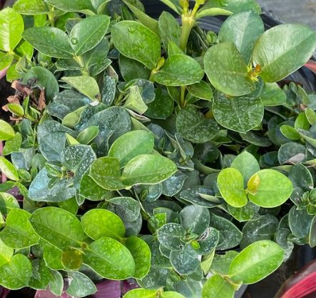 Carissa Emerald Blanket (Carissa macrocarpa) - PlantologyUSA - 3 Gallon