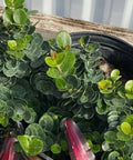 Carissa Emerald Blanket (Carissa macrocarpa) - PlantologyUSA - 3 Gallon