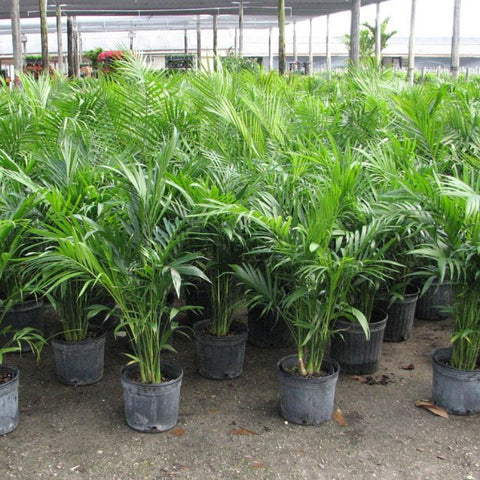 Cat Palm (Chamaedorea cataractarum) - PlantologyUSA - 3 gallon