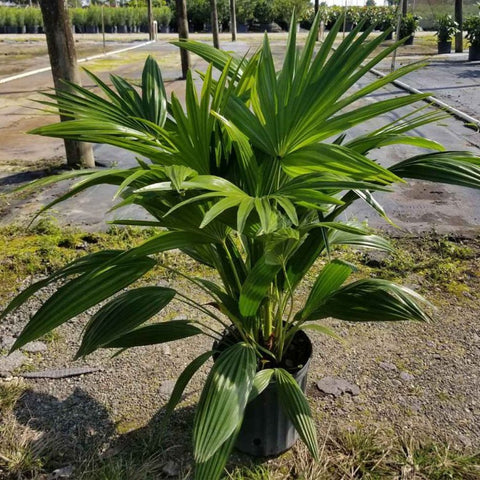 Chinese Fan Palm Single (Livistona Chinensis) - PlantologyUSA - Large 24-28"