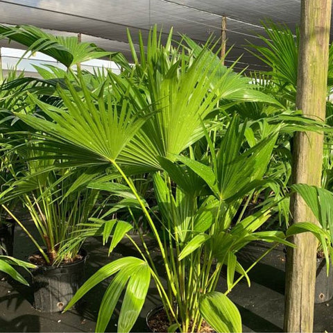 Chinese Fan Palm Single (Livistona Chinensis) - PlantologyUSA - Medium 14-18"