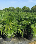 Chinese Fan Palm Single (Livistona Chinensis) - PlantologyUSA - Medium 14-18"