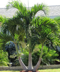 Christmas Palm - Adonidia Palm Triple (Adonidia merrilli) - PlantologyUSA - 2.5-3.5 feet