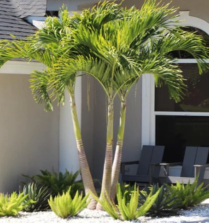 Tropical Palm on sale Tree - Adonidia Christmas Palm - Tropical Foliage Plant - Large House Plants - Overall Height 62