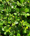 Clusia Guttifera Small Leaf (Clusia guttifera) - PlantologyUSA - 1 gallon