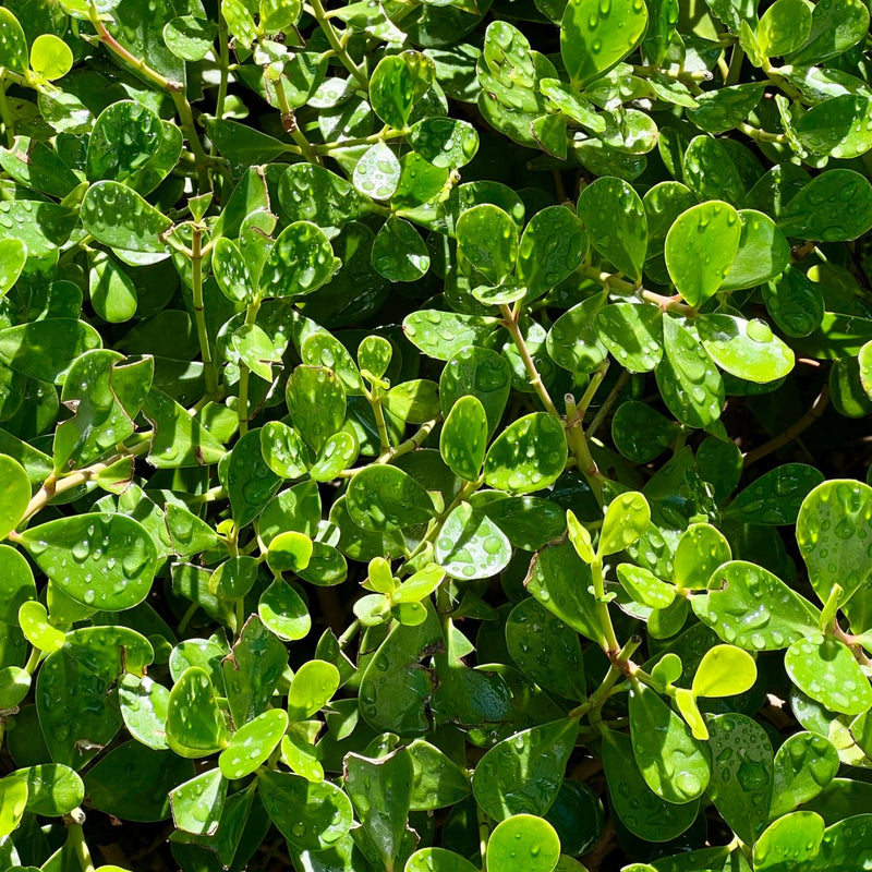 Clusia Small Leaf (Clusia guttifera)