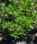 Clusia Small Leaf, Dwarf Clusia (Clusia Flava) - PlantologyUSA - 3 Gallon