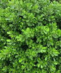 Clusia Small Leaf, Dwarf Clusia (Clusia Flava) - PlantologyUSA - 3 Gallon