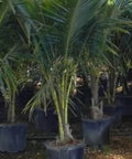 Coconut Palm Green Jamaican Malayan (Cocos nucifera) - PlantologyUSA - 2-3.5 feet