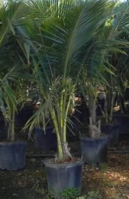 Coconut Palm Green Jamaican Malayan (Cocos nucifera) - PlantologyUSA - 2-3.5 feet