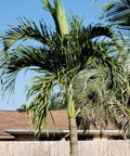 Coconut Palm Green Jamaican Malayan (Cocos nucifera) - PlantologyUSA - 2-3.5 feet