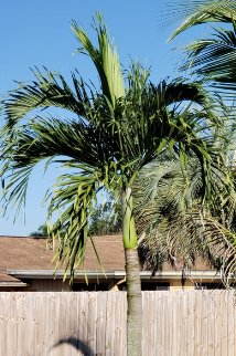 Coconut Palm Green Jamaican Malayan (Cocos nucifera) - PlantologyUSA - 2-3.5 feet