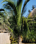 Coconut Palm Green Jamaican Malayan (Cocos nucifera) - PlantologyUSA - 2-3.5 feet