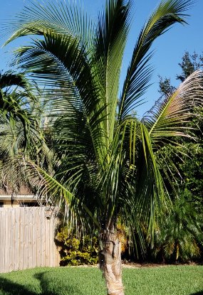 Coconut Palm Green Jamaican Malayan (Cocos nucifera) - PlantologyUSA - 2-3.5 feet