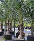 Coconut Palm Green Jamaican Malayan (Cocos nucifera) - PlantologyUSA - 2-3.5 feet