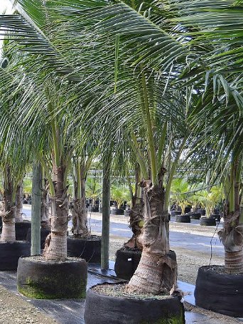 Coconut Palm Green Jamaican Malayan (Cocos nucifera) - PlantologyUSA - 2-3.5 feet