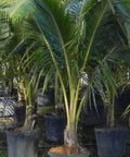 Coconut Palm Green Jamaican Malayan (Cocos nucifera) - PlantologyUSA - 2-3.5 feet