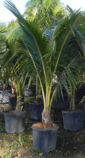 Coconut Palm Green Jamaican Malayan (Cocos nucifera) - PlantologyUSA - 2-3.5 feet