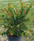 Cocoplum (Chrysobalanus icaco 'Red Tip') - PlantologyUSA - Large
