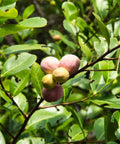 Cocoplum Green Horizontal (Chrysobalanus icaco) - PlantologyUSA - Large 24-28"