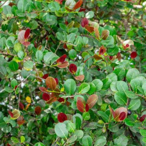Cocoplum Green Horizontal (Chrysobalanus icaco) - PlantologyUSA - Large 24-28"