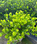 Cocoplum Green Horizontal (Chrysobalanus icaco) - PlantologyUSA - Medium 10-12"