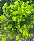 Cocoplum Green Horizontal (Chrysobalanus icaco) - PlantologyUSA - Medium 10-12"