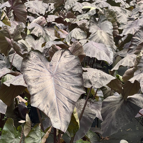 elephant ear taro plant Colocasia esculenta ‘Black Coral’ 3L