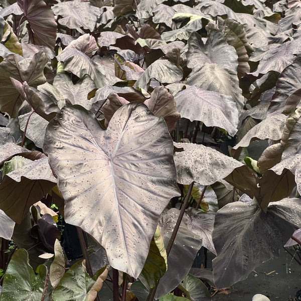 Colocasia esculenta 'Royal Hawaiian Black Coral', Taro, Elephant Ear