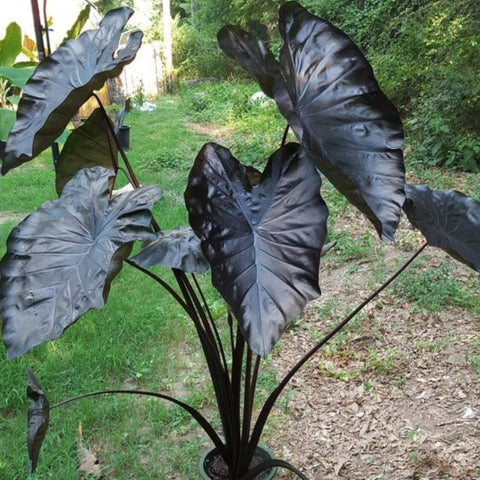 black coral elephant ear plant care Colocasia esculenta 'Royal Hawaiian Black Coral'