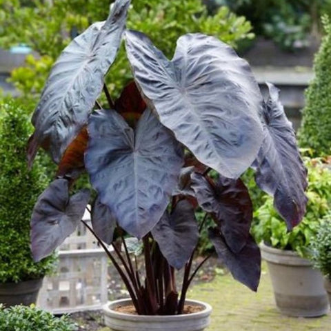 is elephant ear plant taro Colocasia esculenta 'Royal Hawaiian Black Coral'