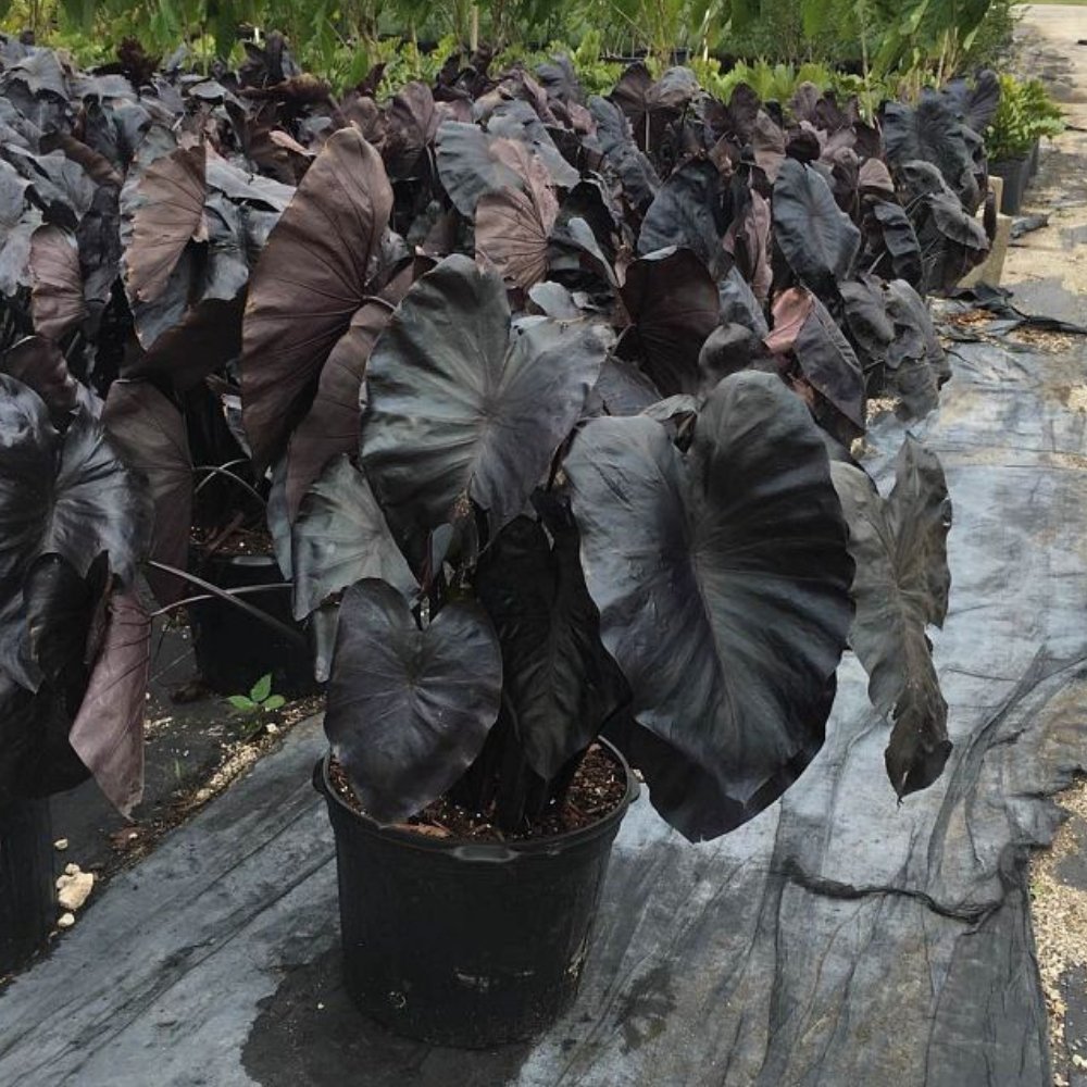 black coral elephant ear plant Colocasia esculenta ‘Black Coral’ 3L