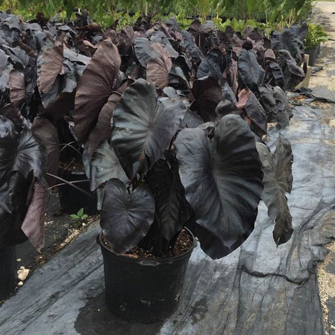 giant hawaiian elephant ear plant Colocasia esculenta 'Royal Hawaiian Black Coral'
