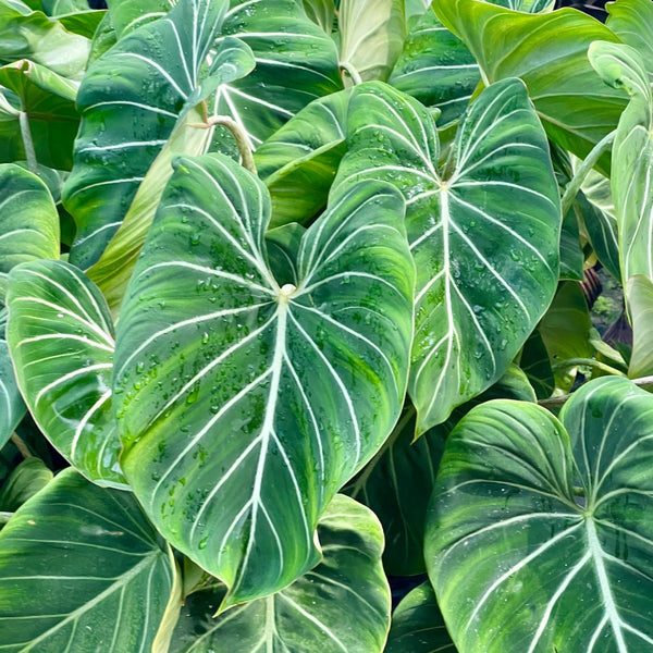 Colocasia White Lava (Colocasia esculenta)