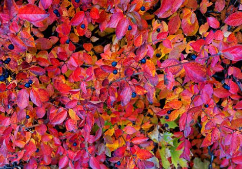 Copperleaf Dwarf (Acalypha wilkesiana) - PlantologyUSA - Large 24-30"