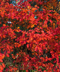 Copperleaf Dwarf (Acalypha wilkesiana) - PlantologyUSA - Large 24-30"